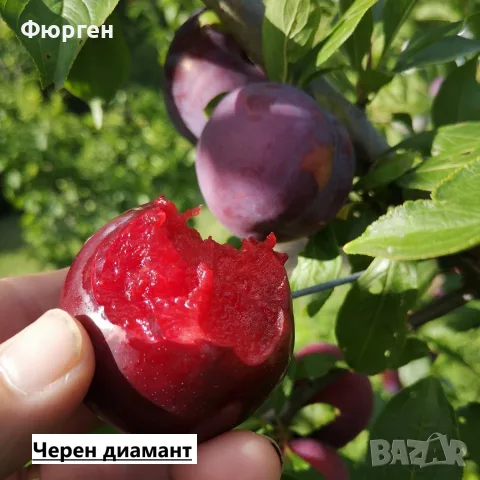 Слива - Черен диамант (Блек Даймънд)