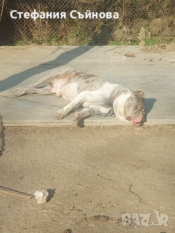 Американско були, снимка 2 - Други - 54313236