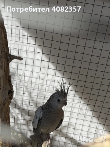 Папагал “Корели “🦜, снимка 2 - Папагали - 56214731