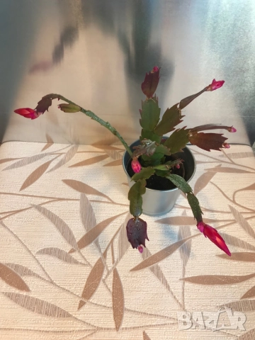Коледниче, снимка 2 - Стайни растения - 52606174