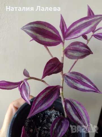 Традесканция, tradescantia Pink paradise, снимка 2 - Стайни растения - 56304308