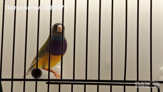 Гулдови амадини, снимка 1