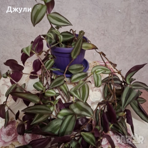 Традесканция