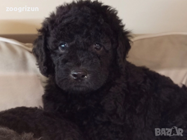 Малки кавапу пудели, снимка 4 - Пудели - 51641128