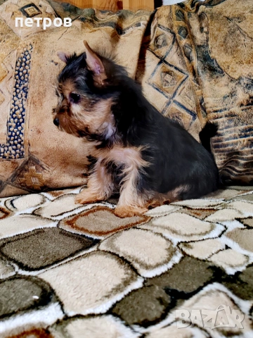 Йоркширски териер, снимка 2 - Йоркширски териер - 53877239