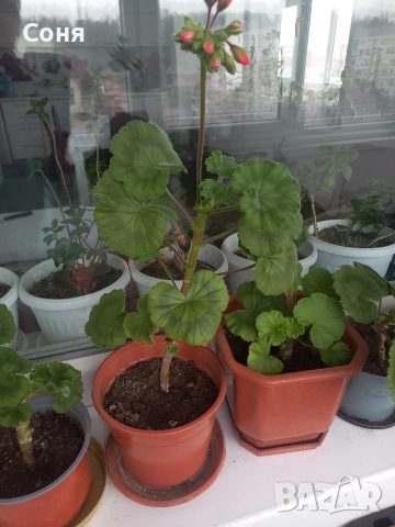 Мушкато , снимка 15 - Градински цветя и растения - 53679174