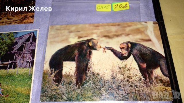 ЛОТ 4 СТАРИ ПОЩЕНСКИ КАРТИЧКИ ТЕМА ДИВА ПРИРОДА АФРИКА РЯДКА ФАУНА 6515, снимка 2 - Филателия - 38790422