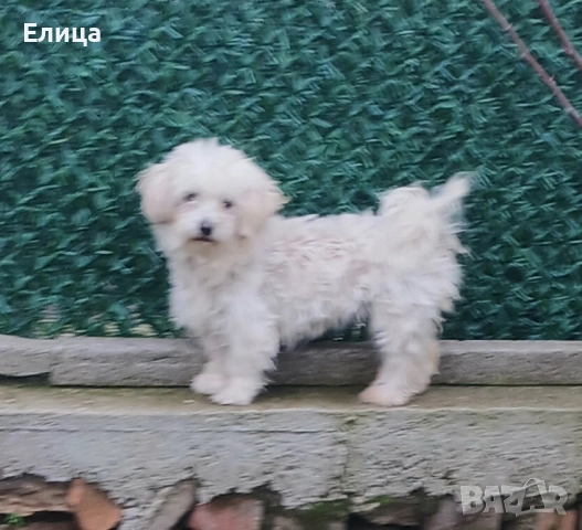 малтийска болонка