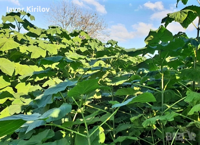 Пауловния , снимка 6 - Разсади - 53951168