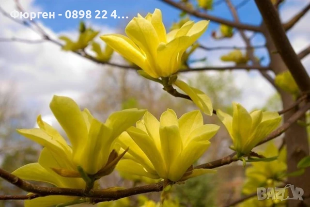 Жълта Магнолия - Златна мечта, снимка 3 - Разсади - 50794522