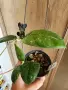 Хоя sp. Aff.Forbesii Round Leaves, снимка 1