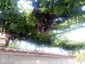 Продажба на грозде., снимка 2
