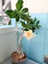 Адениум - Obesum,Arabicum,Somalense,Socotranum и DHA, снимка 6