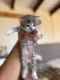 Ангорско Коте + Доставка  €50. Домашни Котенца с Хигиенни Навици, снимка 2