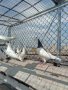 Гълъби високолетачи ПАЗАРДЖИШКИ!, снимка 13