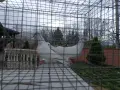Продавам Гълъби, различни видове, снимка 4