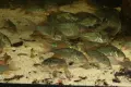 Сомче коридорас, зелен коридорас, brochis splendens, снимка 11