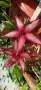 Стапелия,Stapelia hirsuta, снимка 1