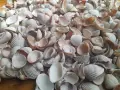 Морски мидички и камъчета, снимка 3