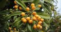 Японска мушмула (Eriobotrya japonica, Loquat) Размер 10-20см за 12лв и около 80см за 35лв , снимка 4