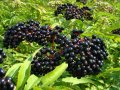 Фиданки черен бъз в саксия, снимка 1 - Градински цветя и растения - 39304076
