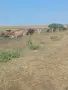 Продавам стадо крави , снимка 5