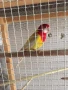 Папагали РОЗЕЛИ , снимка 2