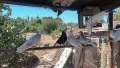 въртящи  гълаби, снимка 2