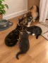 Подарявам 3 малки котенца, снимка 5