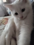 котенца бели,4 мес, снимка 1