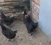 Кокошки черен мед Маран, снимка 2