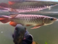Arowana RTG, снимка 2