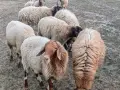 овце, кочове, кози , снимка 10
