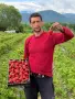 Ягоди разсад малини, снимка 8