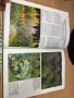 Цветна Енциклопедия - A-Z of perennials -Successful Gardening, снимка 3