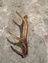 Продавам рог от сръндак, снимка 4