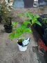  Хортензия -Hydrangea macrophylla Налични 4 вида , снимка 8