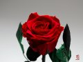 Оригинален Подарък за Рожден Ден на Жена / Естествена Вечна Роза в Стъкленица / Жива Вечна Роза, снимка 13