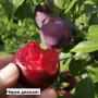 Слива - Черен диамант (Блек Даймънд), снимка 1