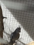 Папагал “Корели “🦜, снимка 2