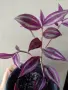 Традесканция, tradescantia Pink paradise, снимка 2