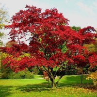 Червен американски дъб / Quercus rubra, снимка 3 - Градински цветя и растения - 42069362