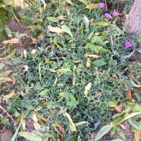 Цвете Лампрантус , снимка 2 - Градински цветя и растения - 44761119