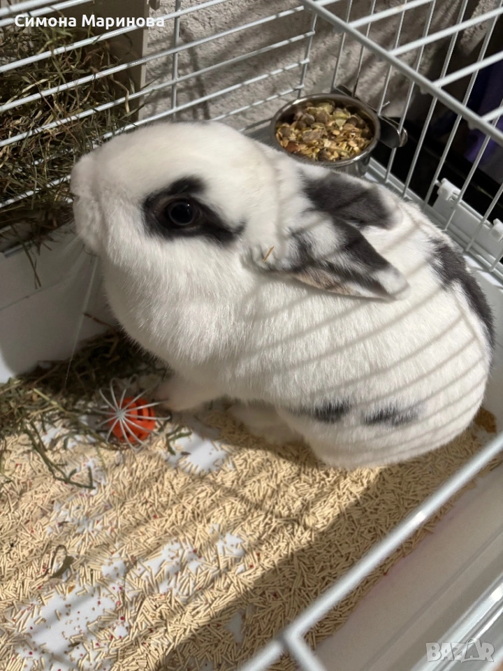 Декоративно зайче, снимка 1