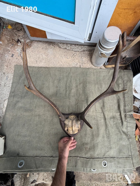 Продавам Ловен трофей , снимка 1