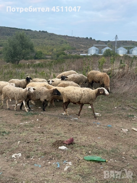 Продавам млади овце , снимка 1