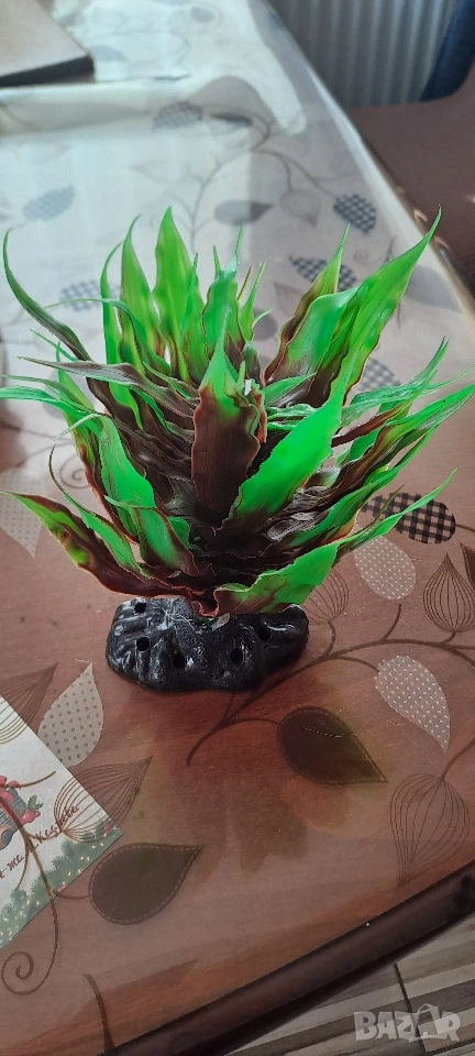 Храст , снимка 1