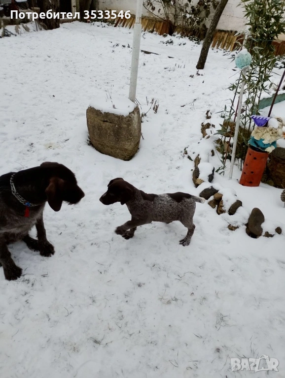 Кученца порода дратхар , снимка 1