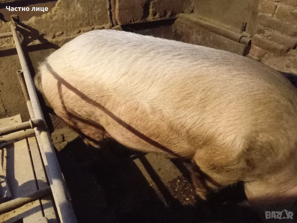 Прасе, снимка 1