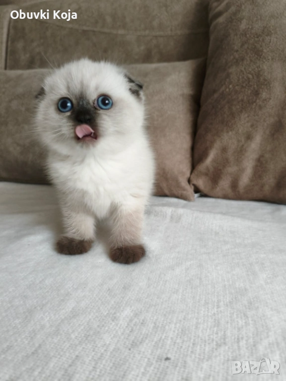 Не е красива тя е уникална този цвят е специален и много малко са в българия  чиколатепойнт, снимка 1